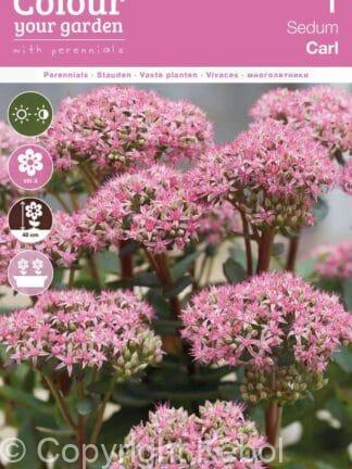 Sedum Carl