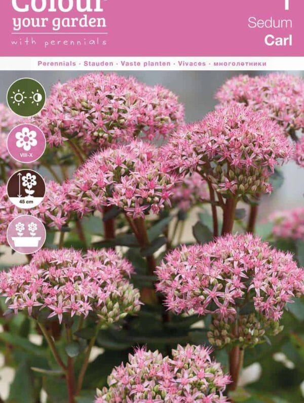 Sedum Carl