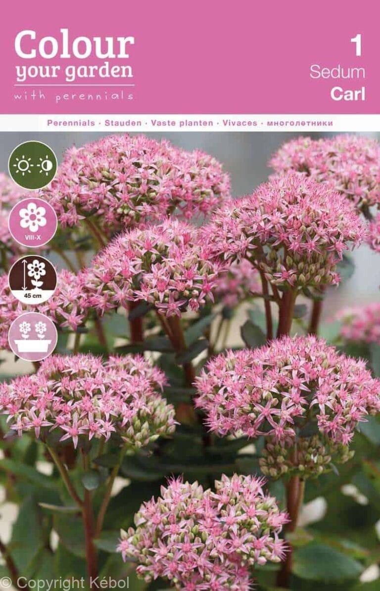 Sedum Carl