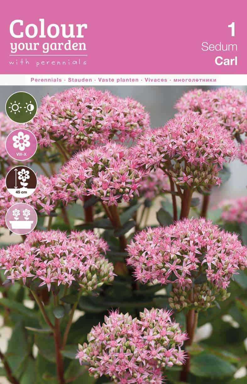 Sedum Carl