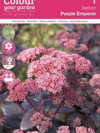Sedum Purple Emperor