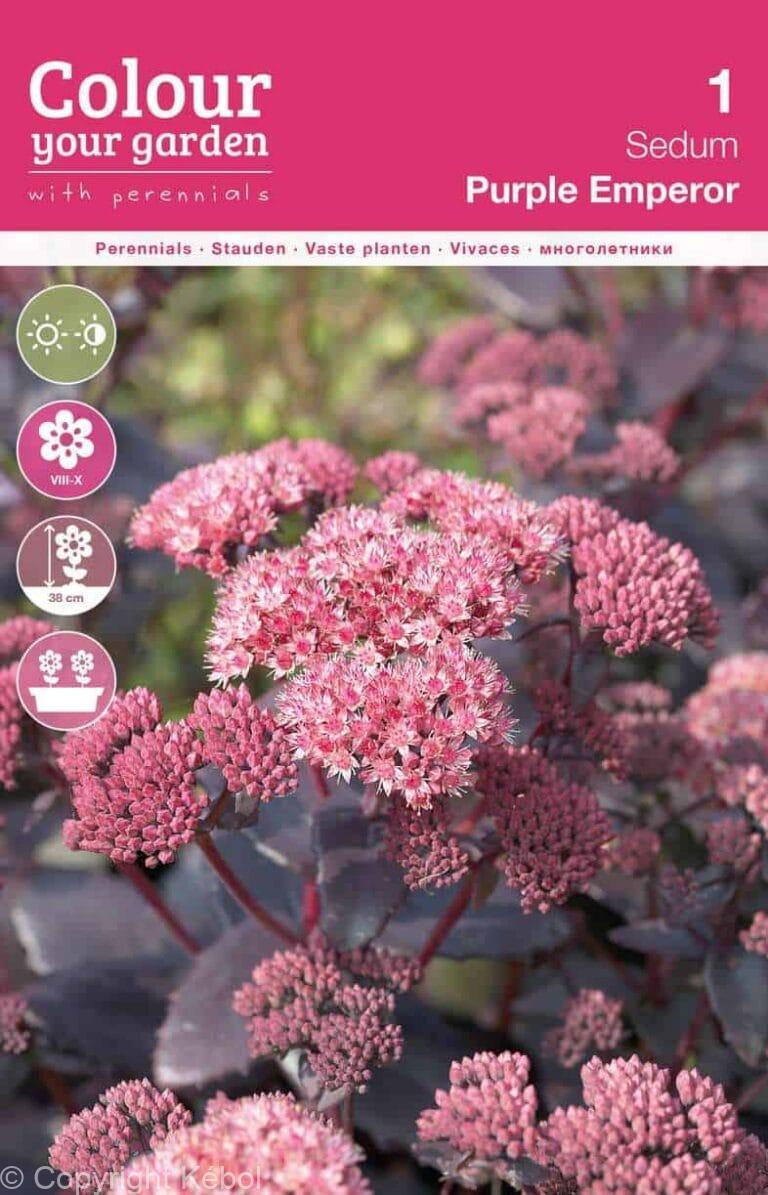 Sedum Purple Emperor