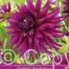 Dahlia Ambition
