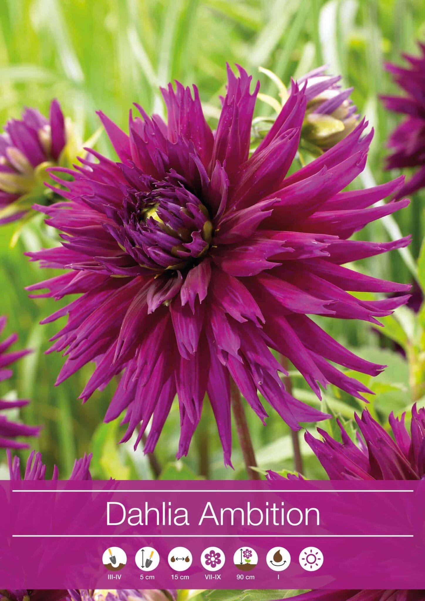 Dahlia Ambition