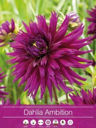 Dahlia Ambition