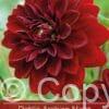 Dahlia Arabian Night