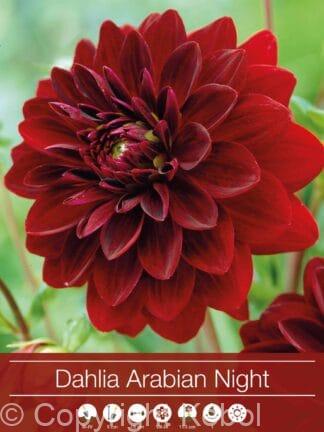 Dahlia Arabian Night