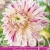 Dahlia Avignon