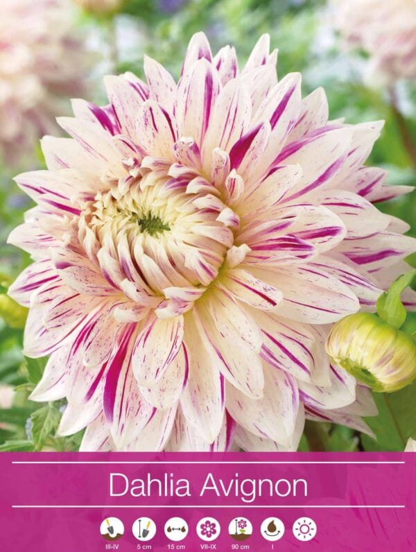 Dahlia Avignon