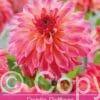 Dahlia Belfloor