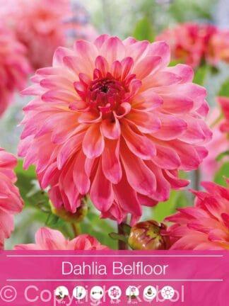 Dahlia Belfloor