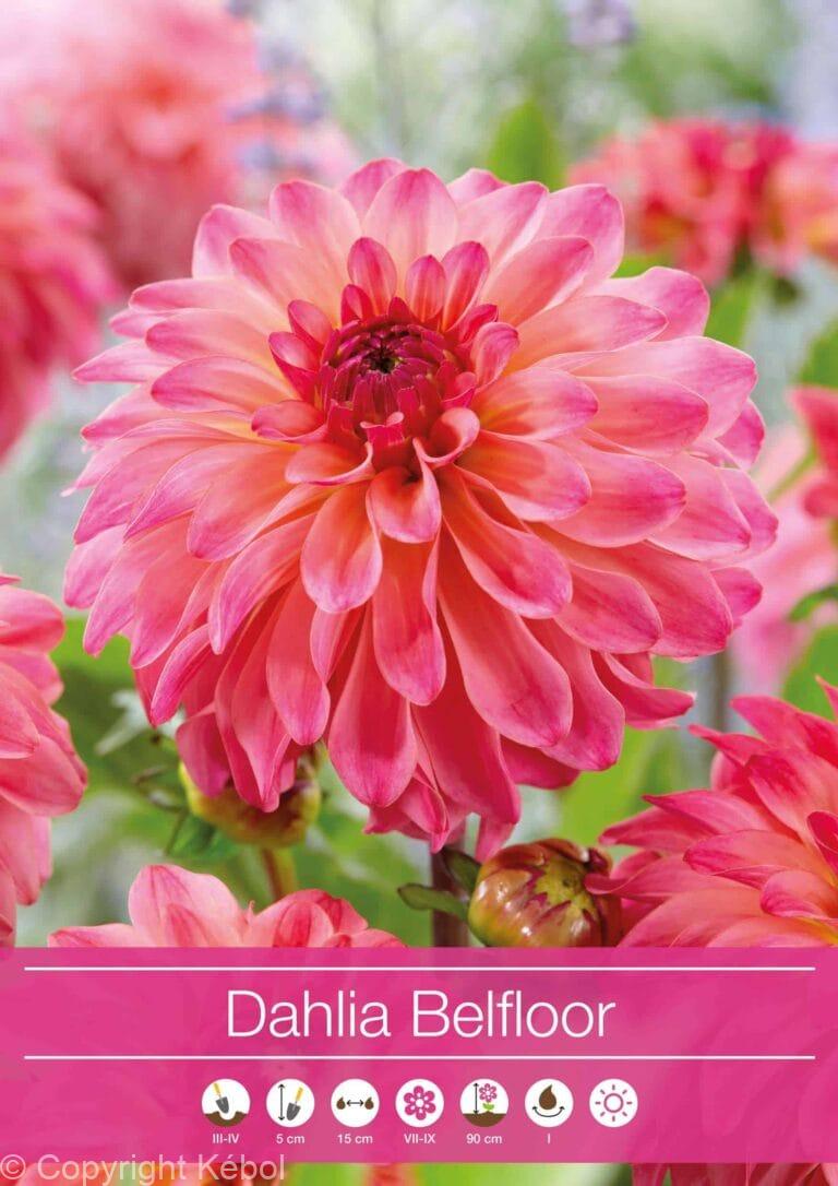 Dahlia Belfloor