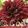 Dahlia Black Touch