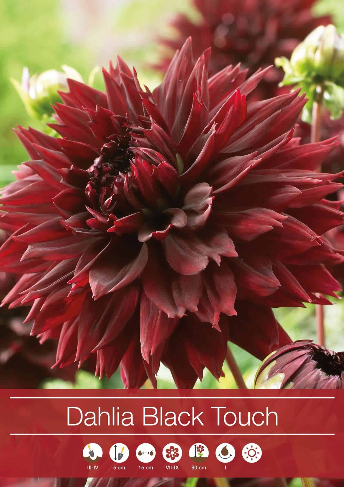 Dahlia Black Touch