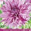 Dahlia Blackberry Ripple