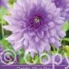 Dahlia Blue Boy