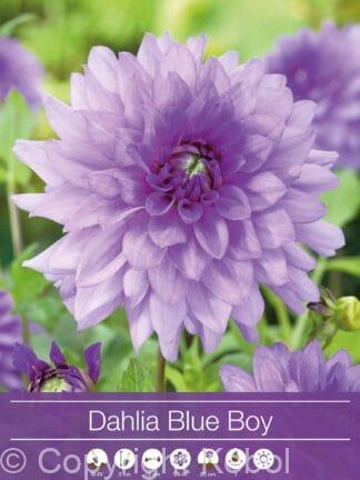 Dahlia Blue Boy