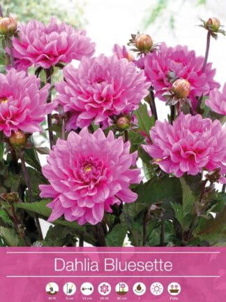 Dahlia Bluesette