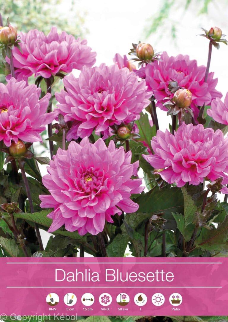Dahlia Bluesette