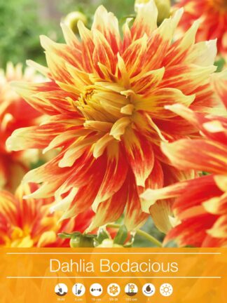 Dahlia Bodacious