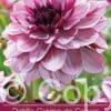 Dahlia Crème de Cassis
