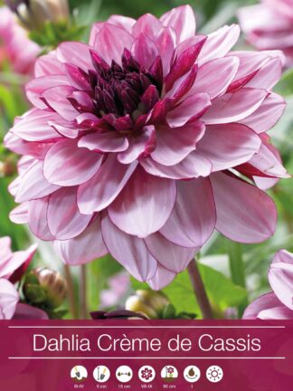 Dahlia Crème de Cassis