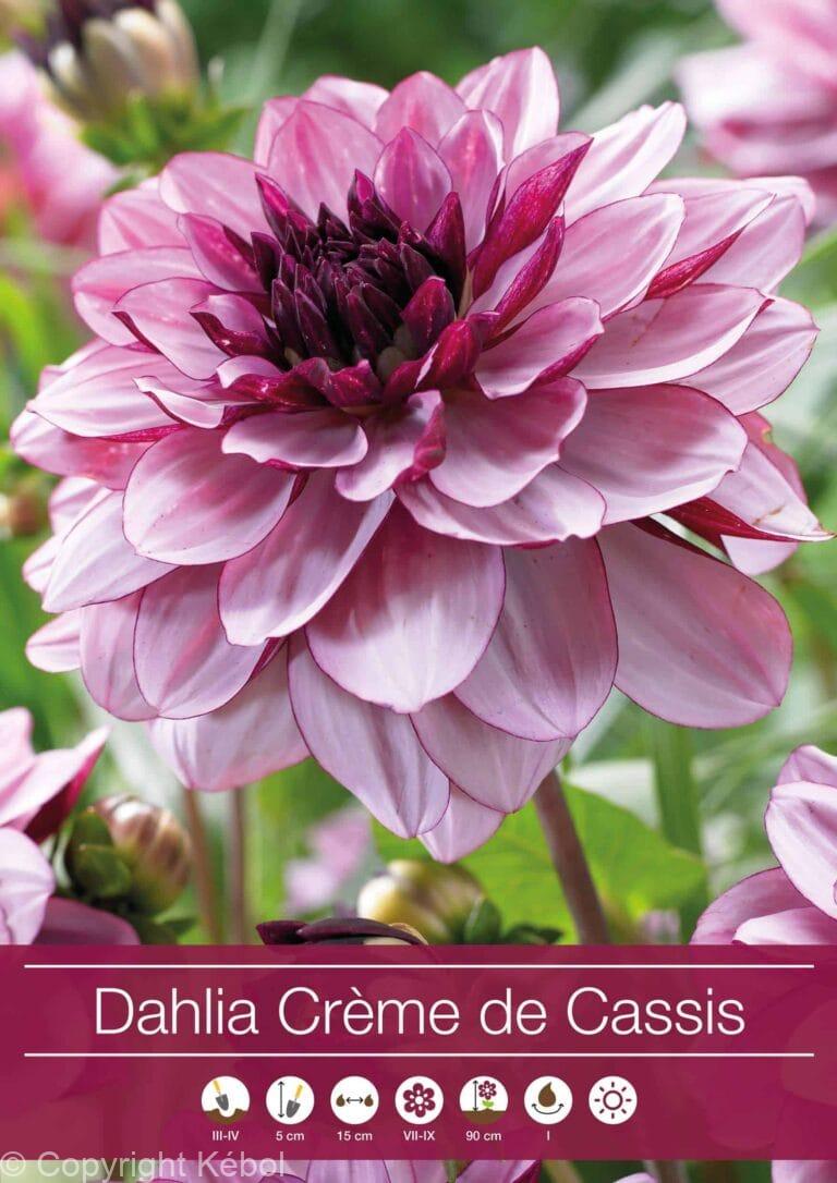 Dahlia Crème de Cassis