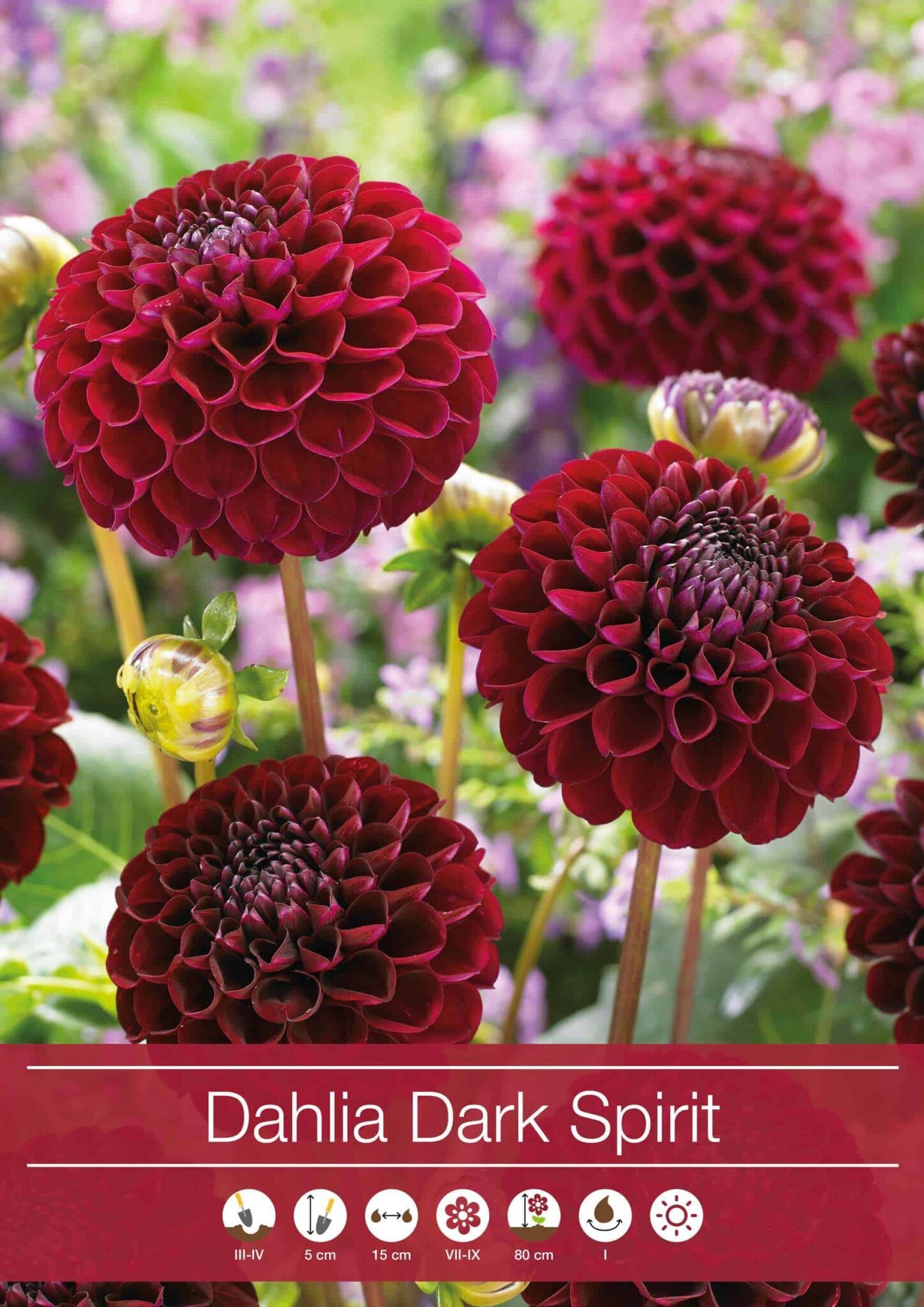 Dahlia Dark Spirit