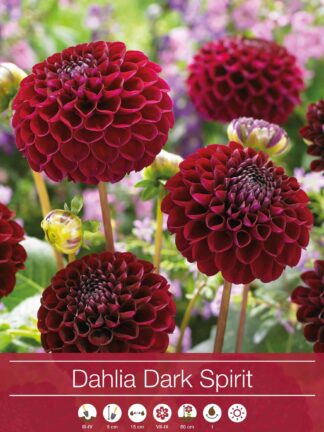Dahlia Dark Spirit