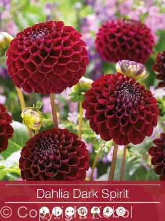 Dahlia Dark Spirit