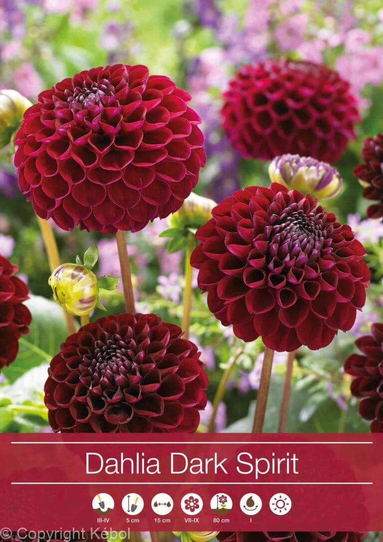 Dahlia Dark Spirit