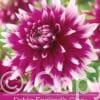 Dahlia England's Glory