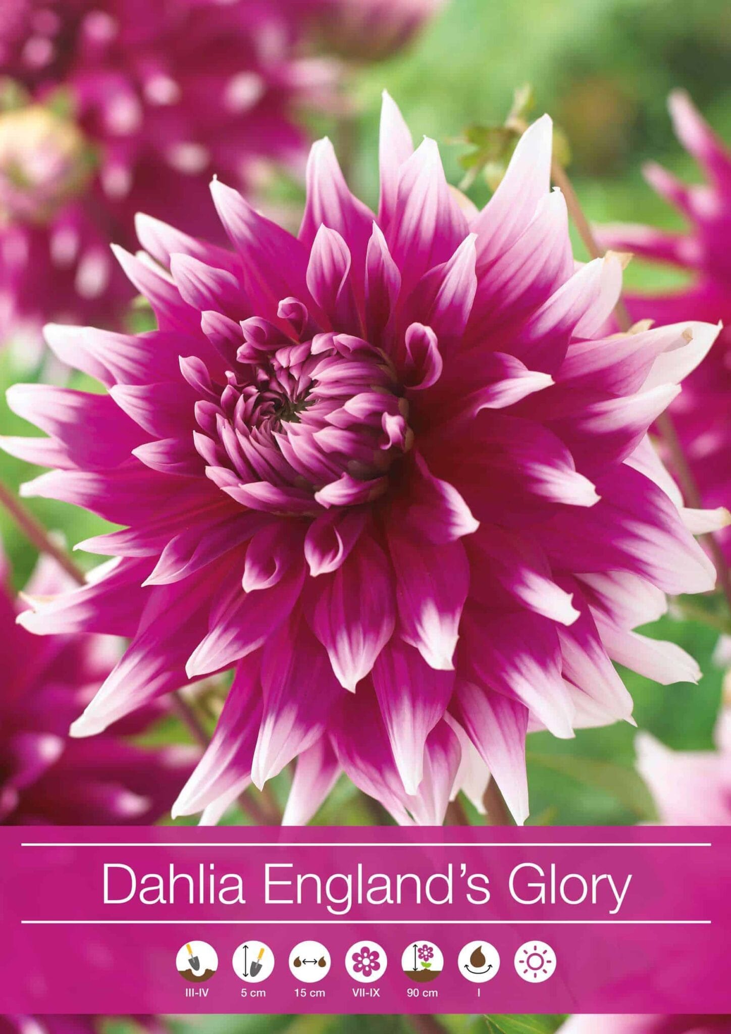 Dahlia England's Glory