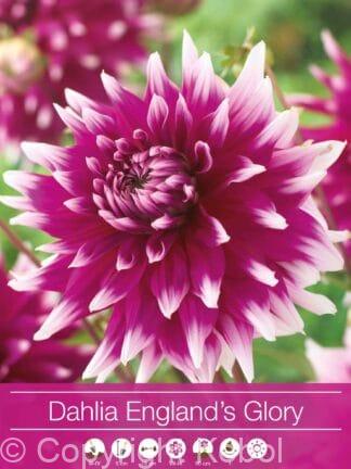 Dahlia England's Glory