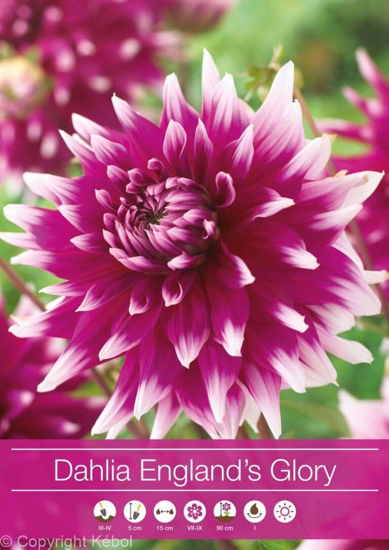 Dahlia England's Glory