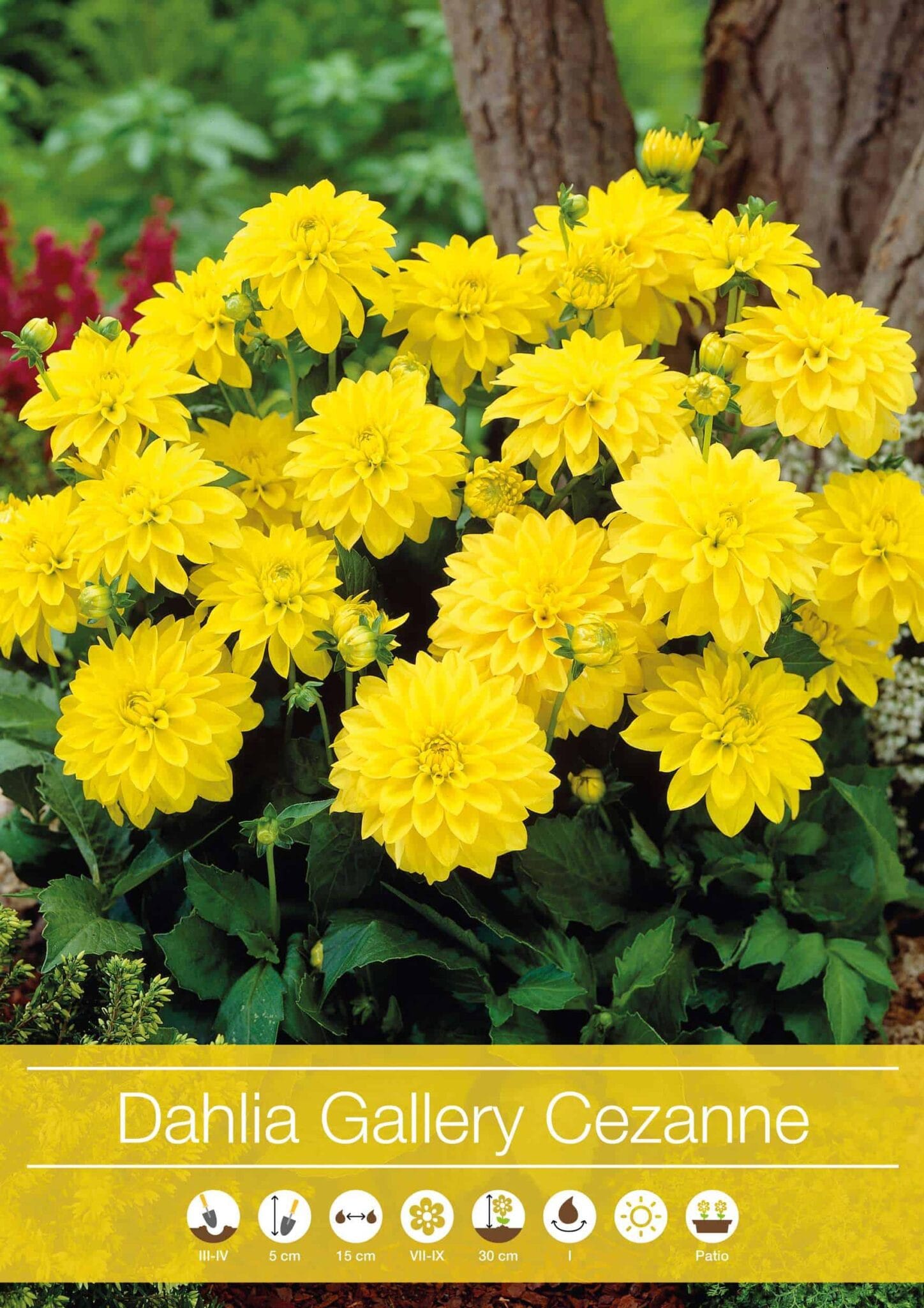 Dahlia Gallery Cezanne