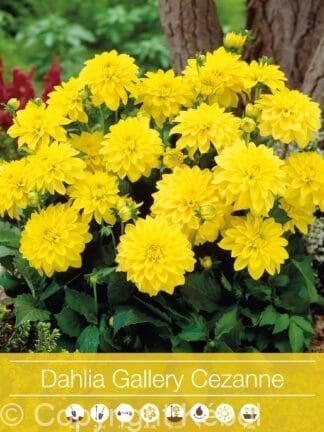Dahlia Gallery Cezanne