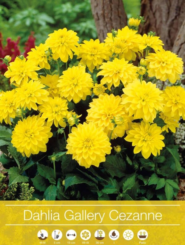 Dahlia Gallery Cezanne