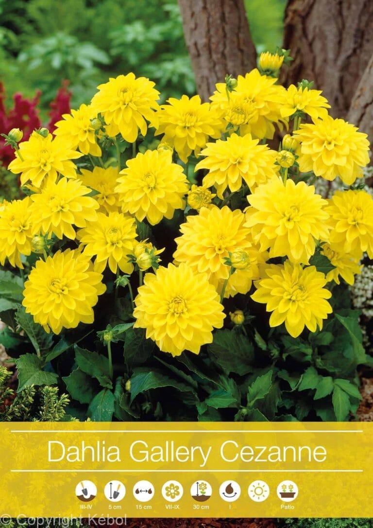 Dahlia Gallery Cezanne
