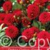 Dahlia Gallery Singer