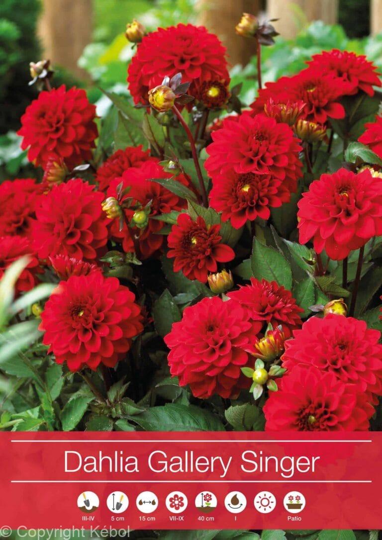 Dahlia Gallery Singer