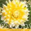 Dahlia Grand Prix