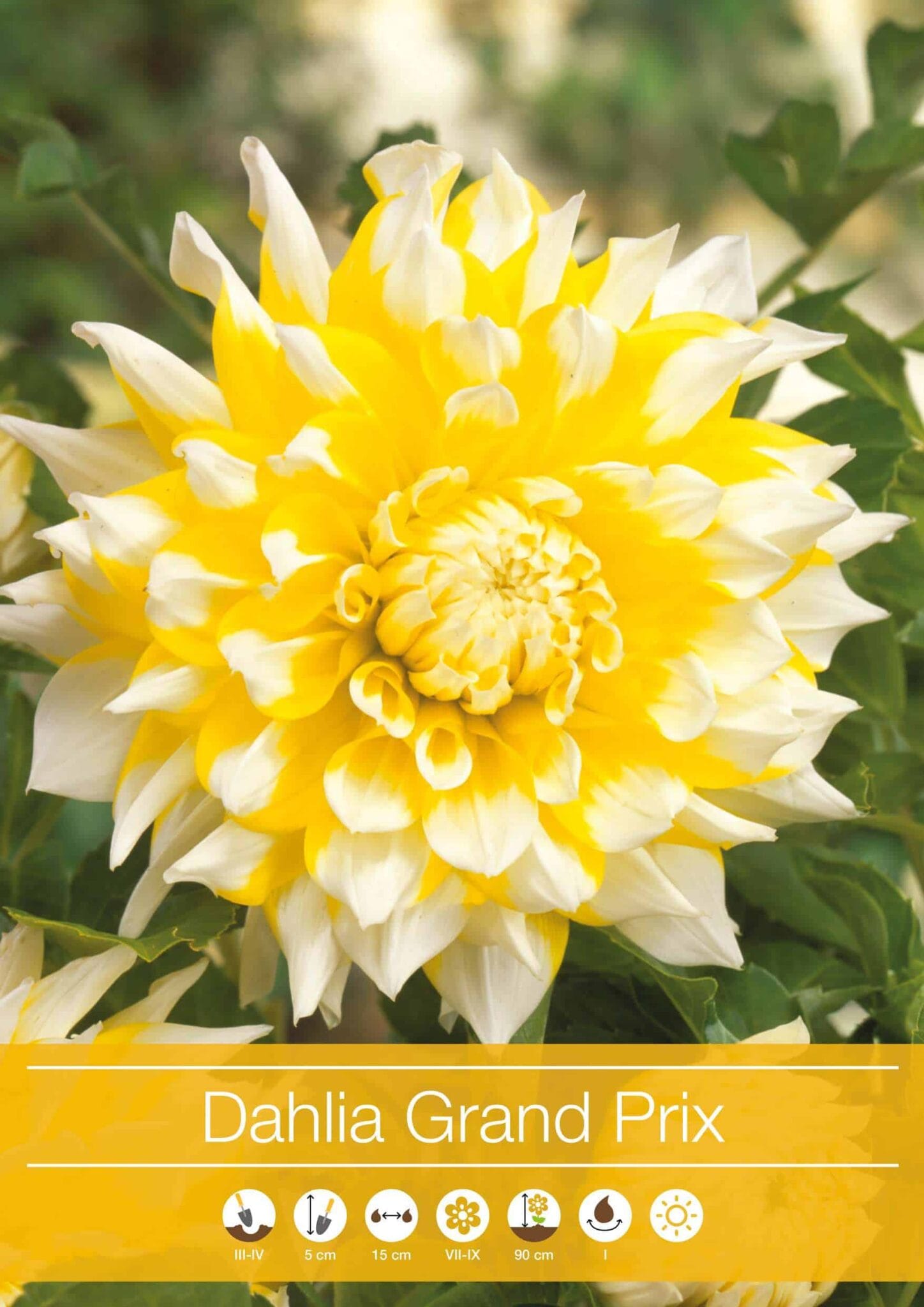 Dahlia Grand Prix