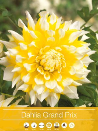 Dahlia Grand Prix