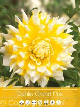 Dahlia Grand Prix