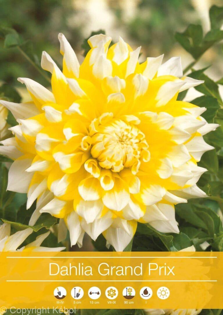 Dahlia Grand Prix