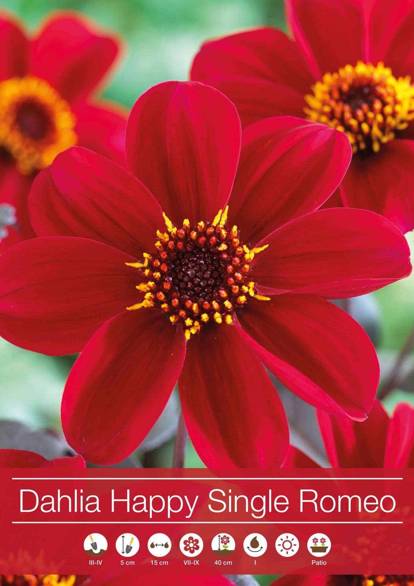 Dahlia Happy Single Romeo