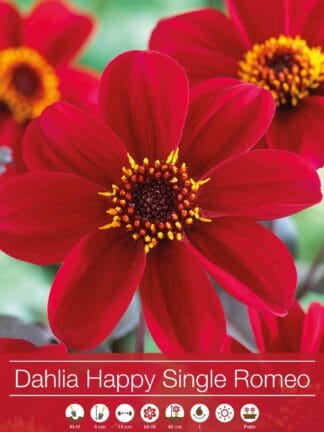 Dahlia Happy Single Romeo