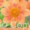 Dahlia Kelsey Annie Joy