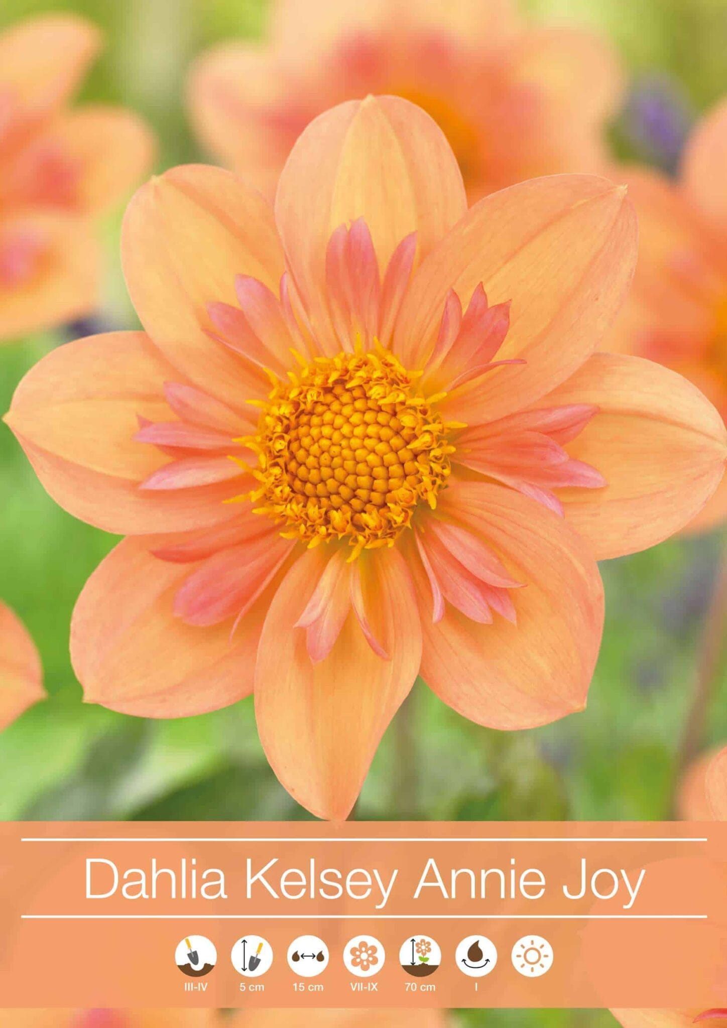 Dahlia Kelsey Annie Joy